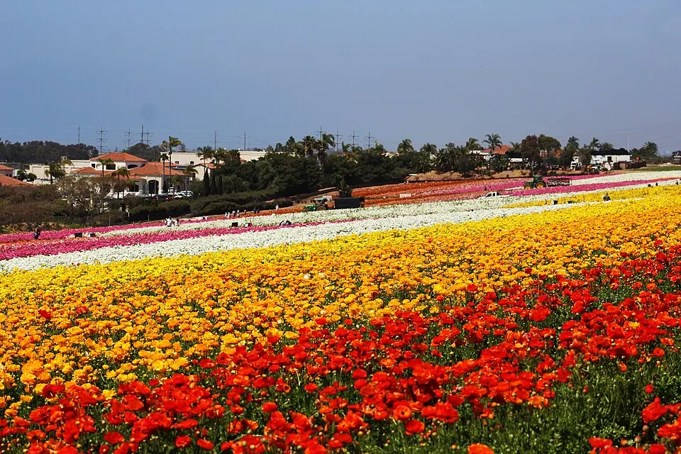 Carlsbad Village sign or the Flower Fields near our Carlsbad service area