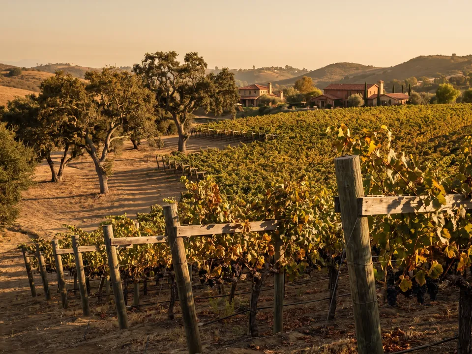 Vineyard hills in Rancho Bernardo near our Rancho Bernardo service area