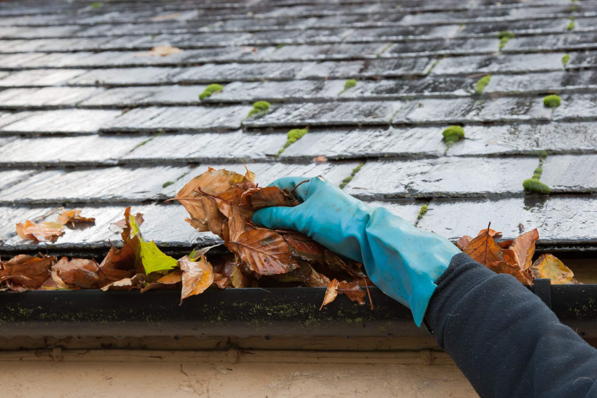 Clearing autumn gutter blocked with leaves by hand, Plumbing in San Diego.